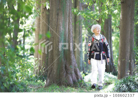シニア登山 108602337