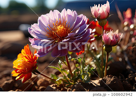 some flowers growing in the ground with rocks and dirt on the ground to the right, there is a blue car in the background some flowers growing in the ground with rocks and dirt on the ground to the right, there is a blue car in the background 108602942