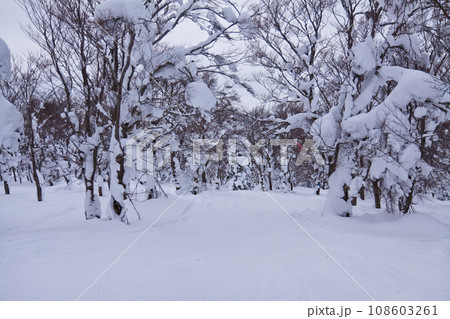 冬の八甲田 108603261