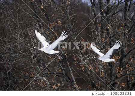真冬の雪原を飛ぶタンチョウ 108603831