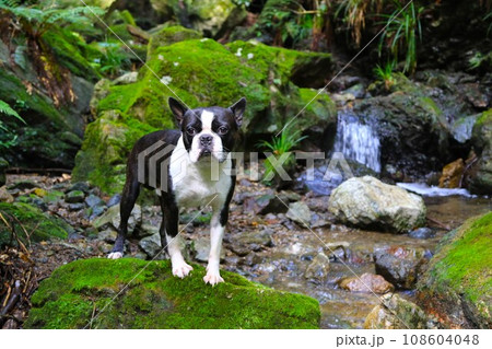 毛呂山町の渓流で苔生した岩に乗って可愛く見つめるボストンテリアのマイティ君♡ 108604048