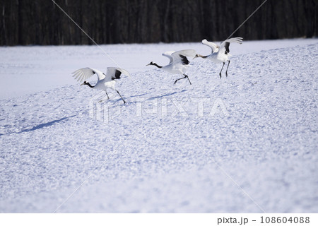 雪原を飛び立つタンチョウのファミリー 雪原を飛び立つタンチョウのファミリー 108604088