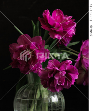 bouquet of dark red lilac tulips in glass vase on dark background. flower bouquet in vase on table 108604215