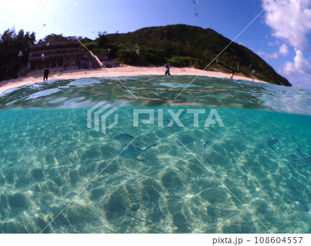 ニシバマ ニシバマ 108604557