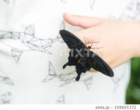 A beautiful big black butterfly sits on a child's hand. 108605372
