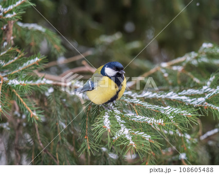 Cute bird Great tit, songbird sitting on the fir branch with snow in winter Cute bird Great tit, songbird sitting on the fir branch with snow in winter 108605488