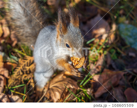Autumn squirrel with nut sits on green grass with fallen yellow leaves 108605509