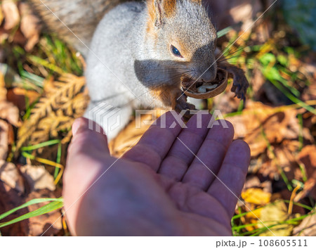 A squirrel in the autumn eats nuts from a human hand. Eurasian red squirrel, Sciurus vulgaris A squirrel in the autumn eats nuts from a human hand. Eurasian red squirrel, Sciurus vulgaris 108605511
