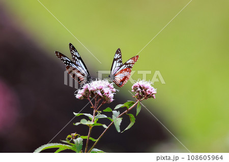飛来するアサギマダラ 108605964