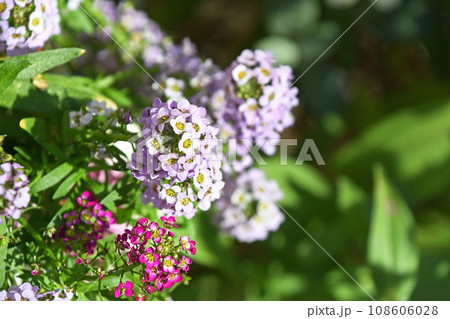 スイートアリッサム(ニワナズナ) スイートアリッサム(ニワナズナ) 108606028