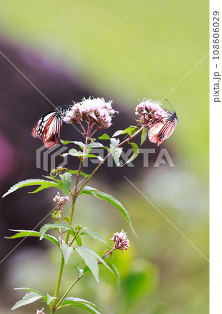 飛来するアサギマダラ 108606029