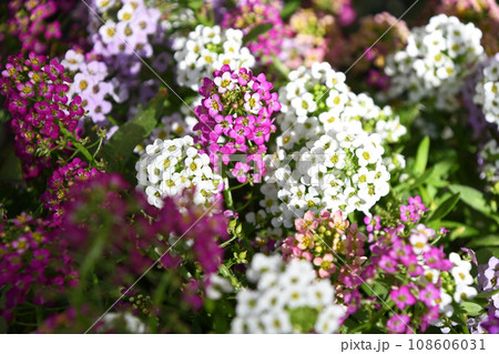 スイートアリッサム(ニワナズナ) スイートアリッサム(ニワナズナ) 108606031