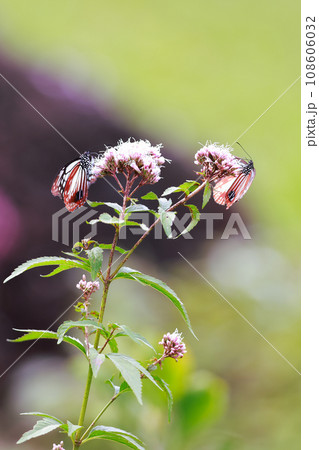 飛来するアサギマダラ 108606032