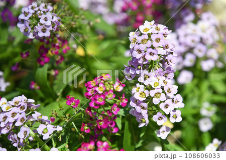 スイートアリッサム(ニワナズナ) スイートアリッサム(ニワナズナ) 108606033