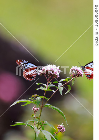 飛来するアサギマダラ 108606040