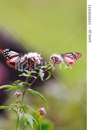 飛来するアサギマダラ 108606041
