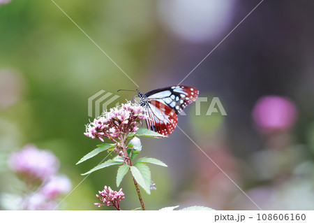 フジバカマに来たアサギマダラ 108606160