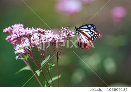 フジバカマに来たアサギマダラ 108606185