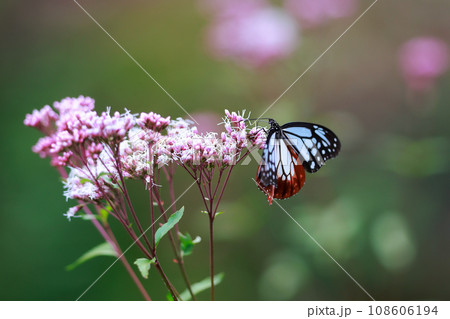 フジバカマに来たアサギマダラ 108606194