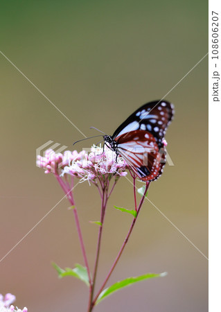フジバカマに来たアサギマダラ 108606207