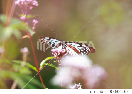 フジバカマに来たアサギマダラ 108606368