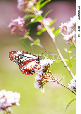 フジバカマに来たアサギマダラ フジバカマに来たアサギマダラ 108606381