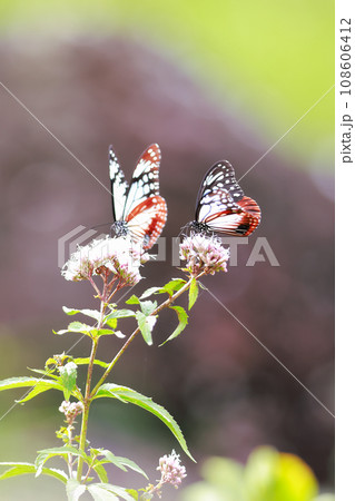 フジバカマに来たアサギマダラ 108606412