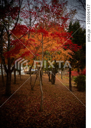 紅葉の季節 108606437