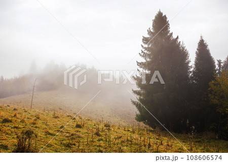 coniferous forest on the grassy hill in mist. nature landscape in autumn. foggy weather with overcast sky 108606574