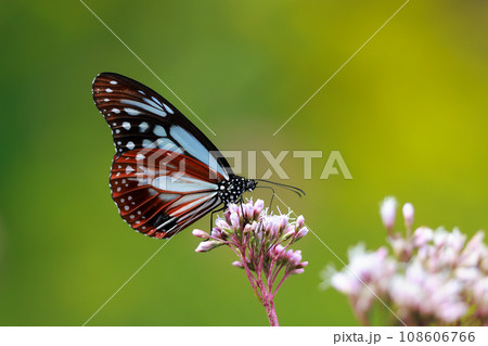 フジバカマに来たアサギマダラ 108606766