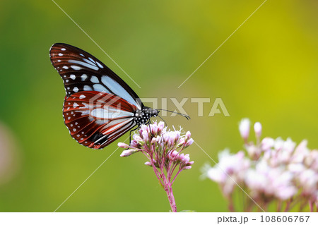 フジバカマに来たアサギマダラ 108606767