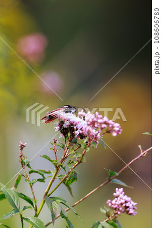 フジバカマに来たアサギマダラ 108606780