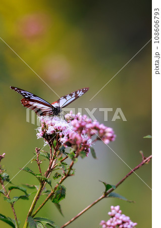フジバカマに来たアサギマダラ 108606793
