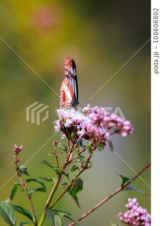 フジバカマに来たアサギマダラ 108606802