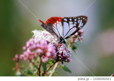 フジバカマに来たアサギマダラ 108606881