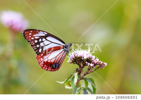 フジバカマに来たアサギマダラ フジバカマに来たアサギマダラ 108606891