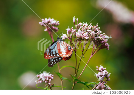 フジバカマに来たアサギマダラ フジバカマに来たアサギマダラ 108606929