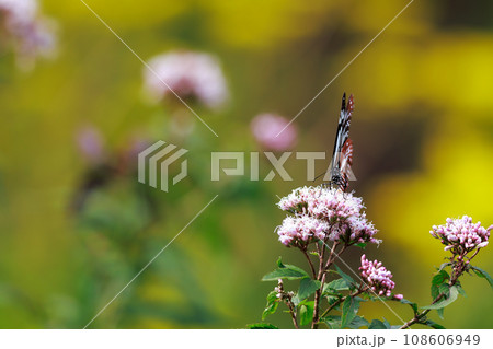 フジバカマに来たアサギマダラ フジバカマに来たアサギマダラ 108606949