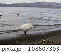 屈斜路湖の白鳥 108607303