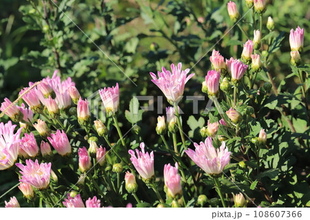 秋の庭に咲くピンク色のスプレーギクの花 108607366