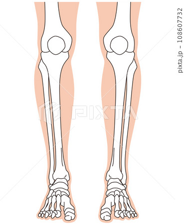 足関節 足首の関節 正面 骨格 足関節 足首の関節 正面 骨格 108607732