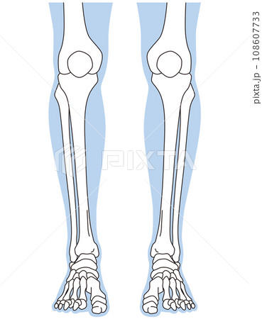 足関節　足首の関節　正面　骨格 108607733