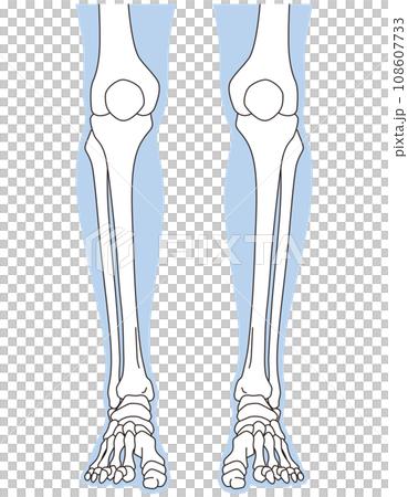 足関節　足首の関節　正面　骨格 108607733