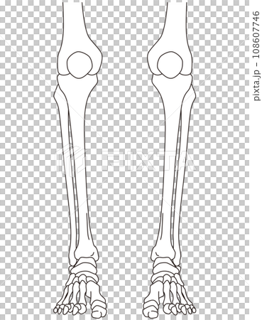踝關節 踝關節 前骨骼 踝關節 踝關節 前骨骼 108607746