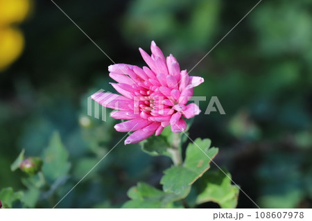 秋の庭に咲くピンク色のスプレーギクの花 108607978