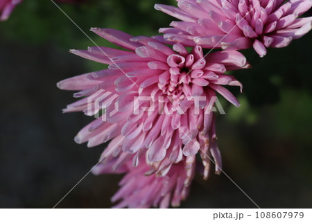 秋の庭に咲くピンク色のスプレーギクの花 108607979