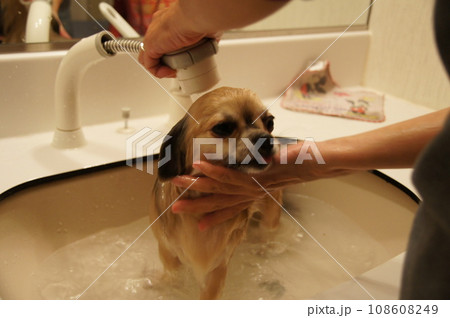 愛犬のシャワータイム（チワワ） 108608249