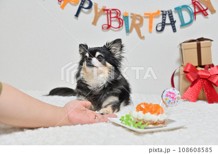 愛犬の誕生日を祝う飼い主の女性　チワワ　犬用ケーキ（みかんのケーキ） 108608585