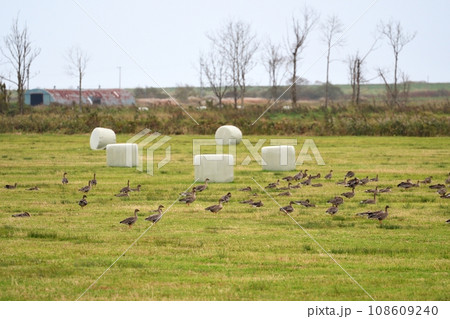 北海道十勝地方の牧草地に飛来したヒシクイ 108609240