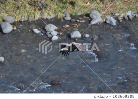 北海道知床半島の谷を飛ぶ若いオジロワシ 108609289